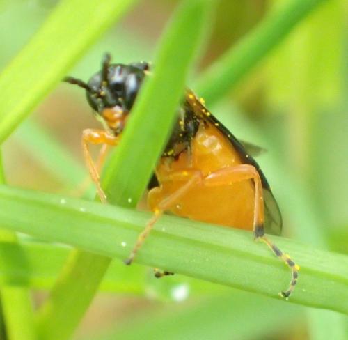 Athalia bicolor